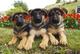 Cachorros pastor alemán su papel pedigrí regalo - Foto 1