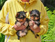 Cachorros yorkshire terrier - Foto 1