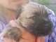 Cairn Terrier cachorros - Foto 1