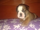 Camada bulldog ingles disponible - Foto 1