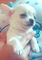 Chihuahuas exclusivos puppydiamond - Foto 6