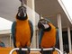 Gorgeous tamed y hablar azul y oro guacamayo