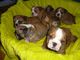 Hermosos cachorros bulldog británico - Foto 1