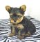 Hermosos cachorros de pura raza Yorkie - Foto 1