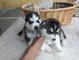 Hermosos cachorros Siberian Husky - Foto 1