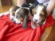 Kc Reg Hermosos Cachorros Basset Hounds Venta - Foto 1