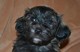 Los cachorros havanese venta