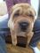 Los cachorros Shar Pei - Foto 1