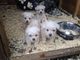 Los cachorros west highland terrier