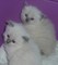 Los gatitos Ragdoll de pura raza - Foto 1