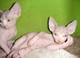 Los gatitos Savannah Pura Raza listo - Foto 1