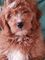 Medio y cachorros goldendoodle miniatura