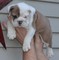 Regalo///bulldogs ingleses. garantía por escr///dos meses de edad