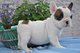 Regalo //cachorritos de Bulldog Frances de Pura Raza// microchip - Foto 1