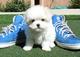 Regalo lindo bichon maltes toy cachorros