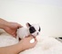 Regalo mini toy bulldog frances excelentes - Foto 1