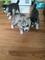 Registrados cachorros de pura raza Husky siberiano - Foto 1
