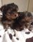 Yorkshire terrier cachorros miniture