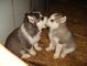 9 semanas de edad masculino pomsky perritos ojos azules