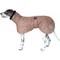 Abrigo para galgos gallicus
