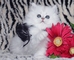 Adorables gatitos persas cfa - 2 camadas