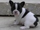 Akc cachorro de bulldog francés, mostrar potencial