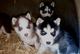 Cachorro husky siberiano de pura raza - Foto 1