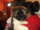 Cachorros Akita para su adopcion - Foto 1