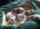 Cachorros bulldog británicos