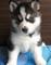 Cachorros disponibles de husky siberiano , pura raza - Foto 1