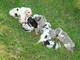 Cachorros Gran Danés para la adopción - Foto 1