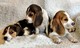 Cachorros Kennel Club Beagle registrada - Foto 1