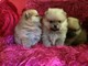 Cachorros pedigree pomeranian