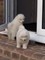 Cachorros Samoyedo - Foto 1
