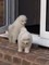 Cachorros samoyedo