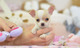 Camada de chihuahuas minis