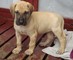 Fawn Great Dane cachorro macho - Foto 1