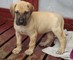 Fawn great dane cachorro macho