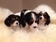 Los cachorros Cavalier King Charles Spaniel - Foto 1