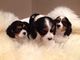 Los cachorros cavalier king charles spaniel