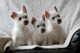 Los cachorros west highland terrier