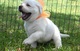 Maravilloso Labrador cachorros en venta - Foto 1