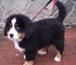 Pedigree cachorros de perro de montaña de bernese