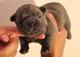 Preciosos cachorritos de bulldog francés macho y hembra - Foto 1