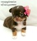 Puppydiamond chihuahuas exclusivos - Foto 1