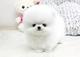 Regalo perrito pomerania para la adopción