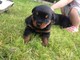 Rottweilers cachorros