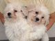 Venta cachorros bichon frise