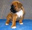 Wow lindo macho boxer cachorro, listo para ir a la ahora