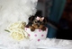 Yorkshires terrier perros miniatura, cachorros - Foto 1